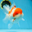 A Grade BIG WEN Kohaku Sakura Oranda Female 6-6.5 inches #091225OR_15