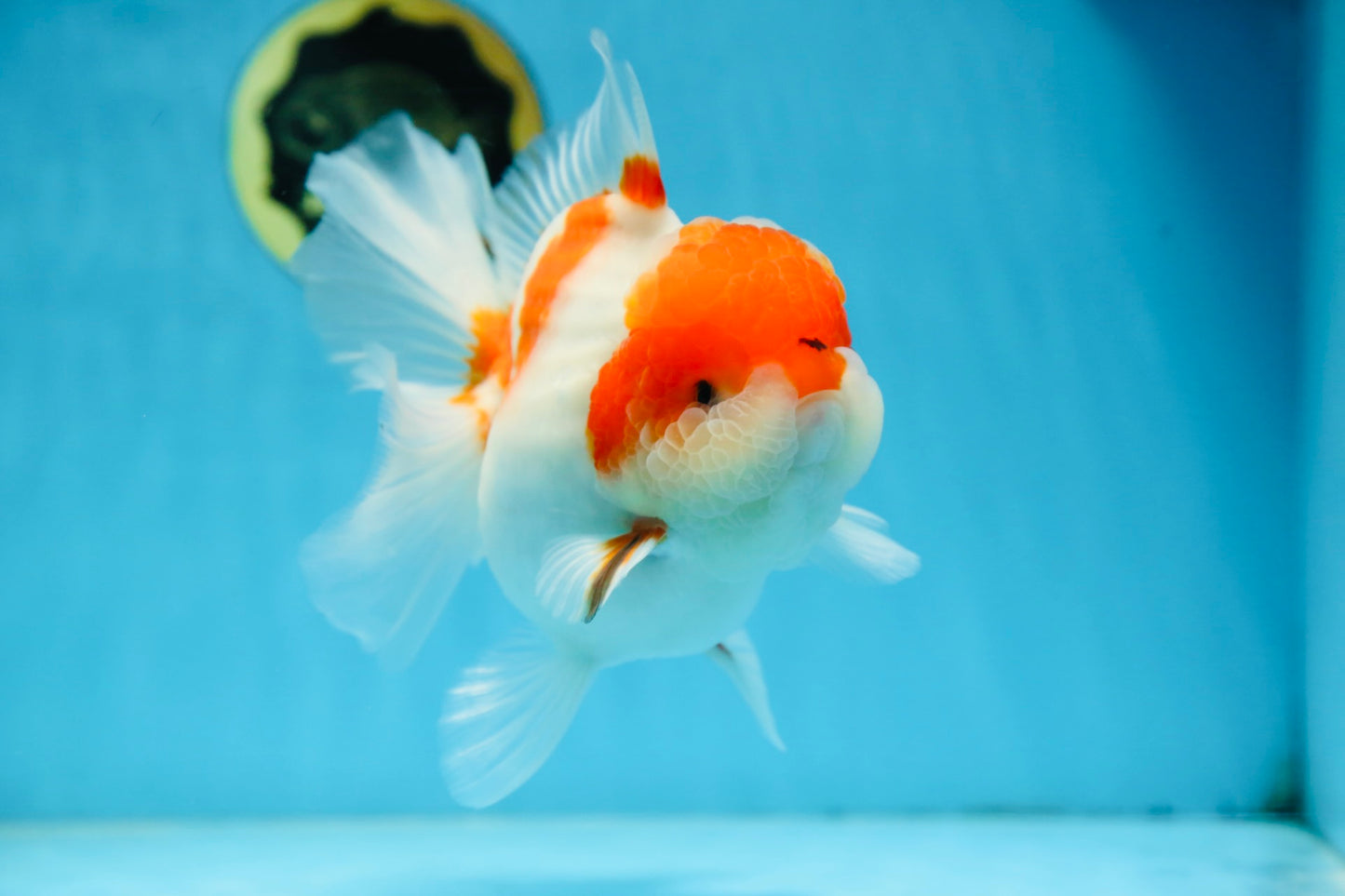 A Grade BIG WEN Kohaku Sakura Oranda Female 6-6.5 inches #091225OR_15