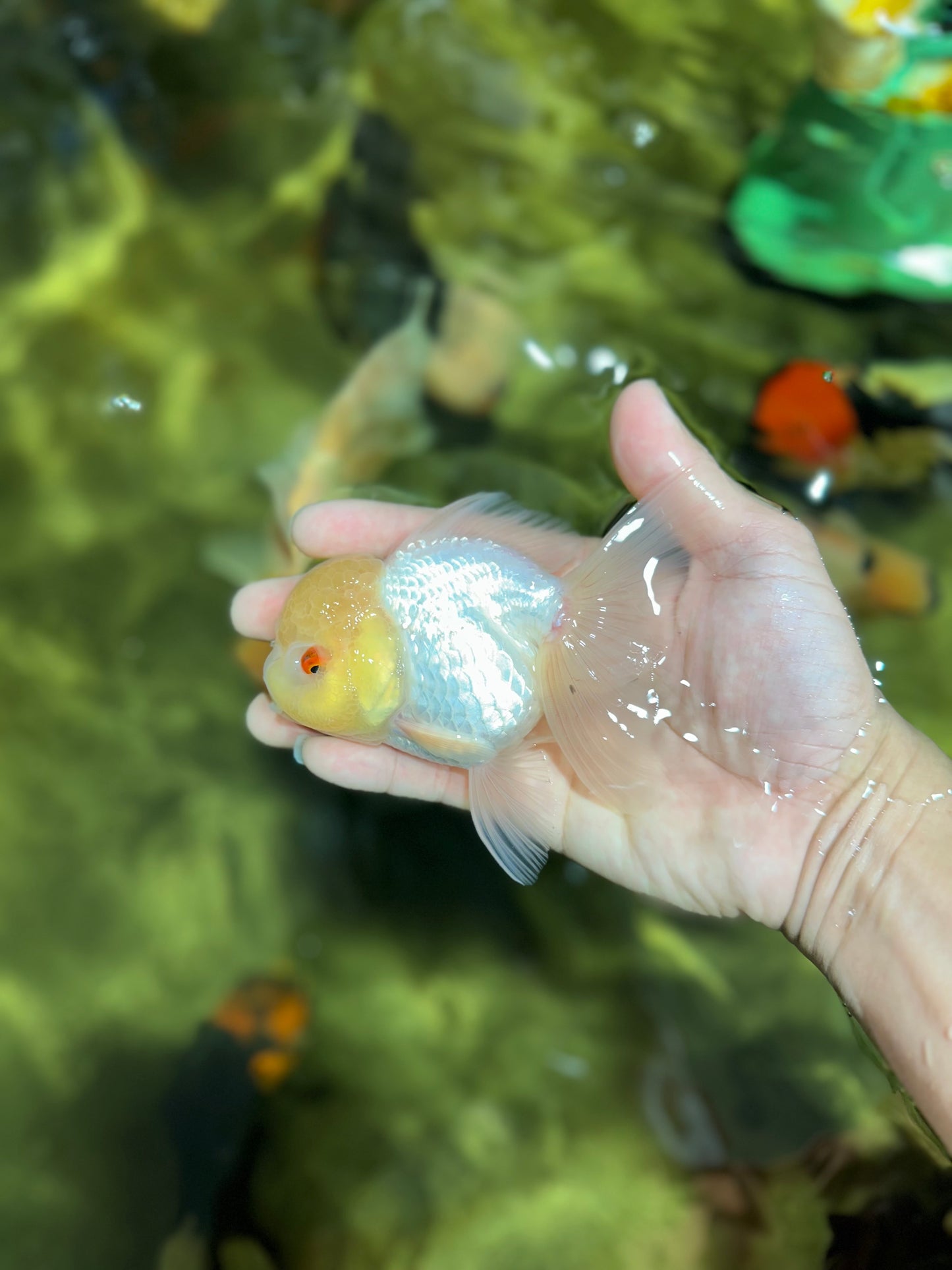 Adorable A Grade Beautiful White Oranda Female 4.5 inches #041825OR_07