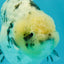 White Tiger Ranchu Male 5 inches #072426RC_34