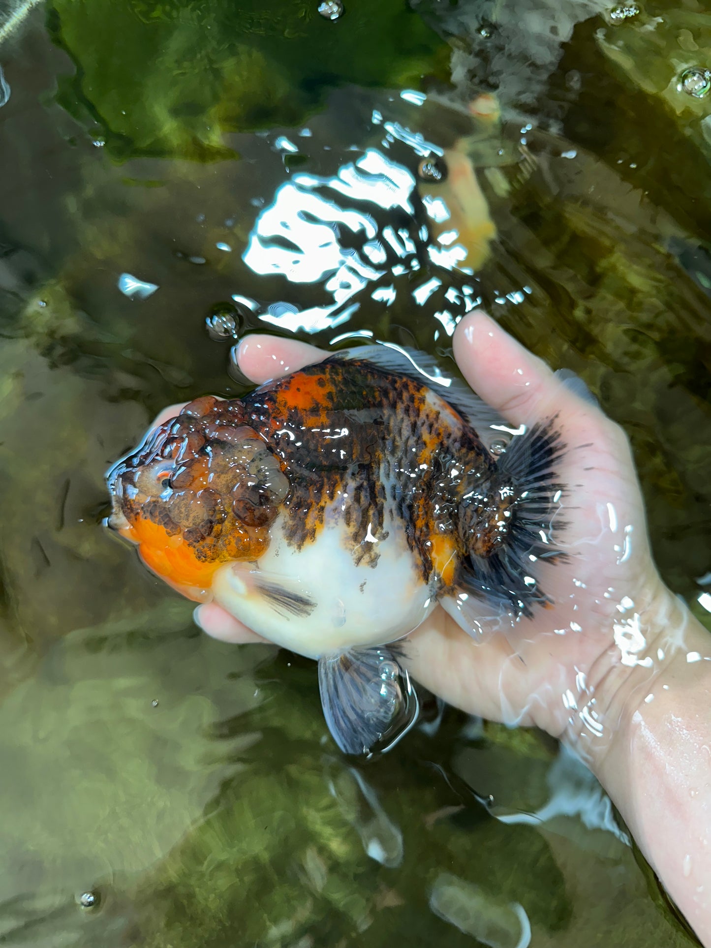 A Grade Godzilla Kirin Yuanbao Female 5.5-6 inches #053025YB_02