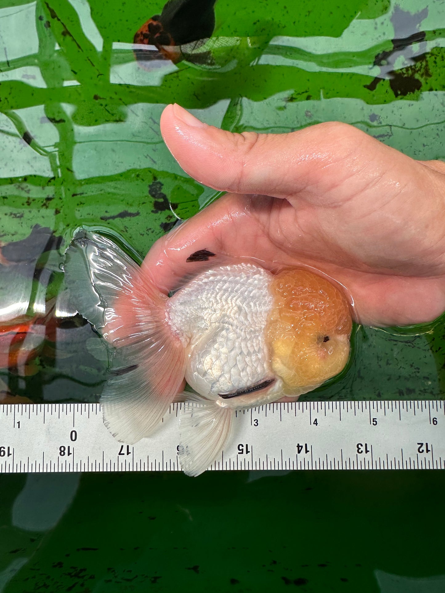 AAA Grade Lemonhead Oranda Male 4.5-5 inches #0830OR_16