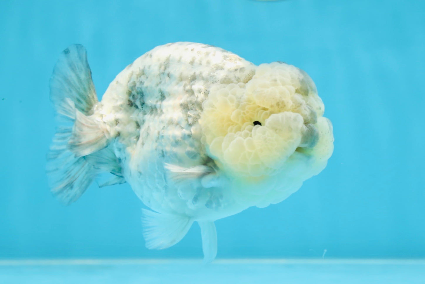 A Grade SUPER CUTE White Tiger LionKing 4.5 inches #100325LC_09