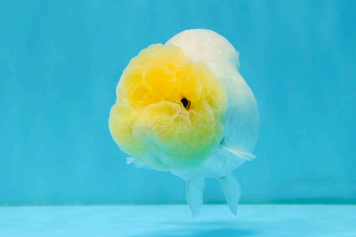 SUNNY AAA Grade Red White LionQueen 4.5 inches #032726LC_15