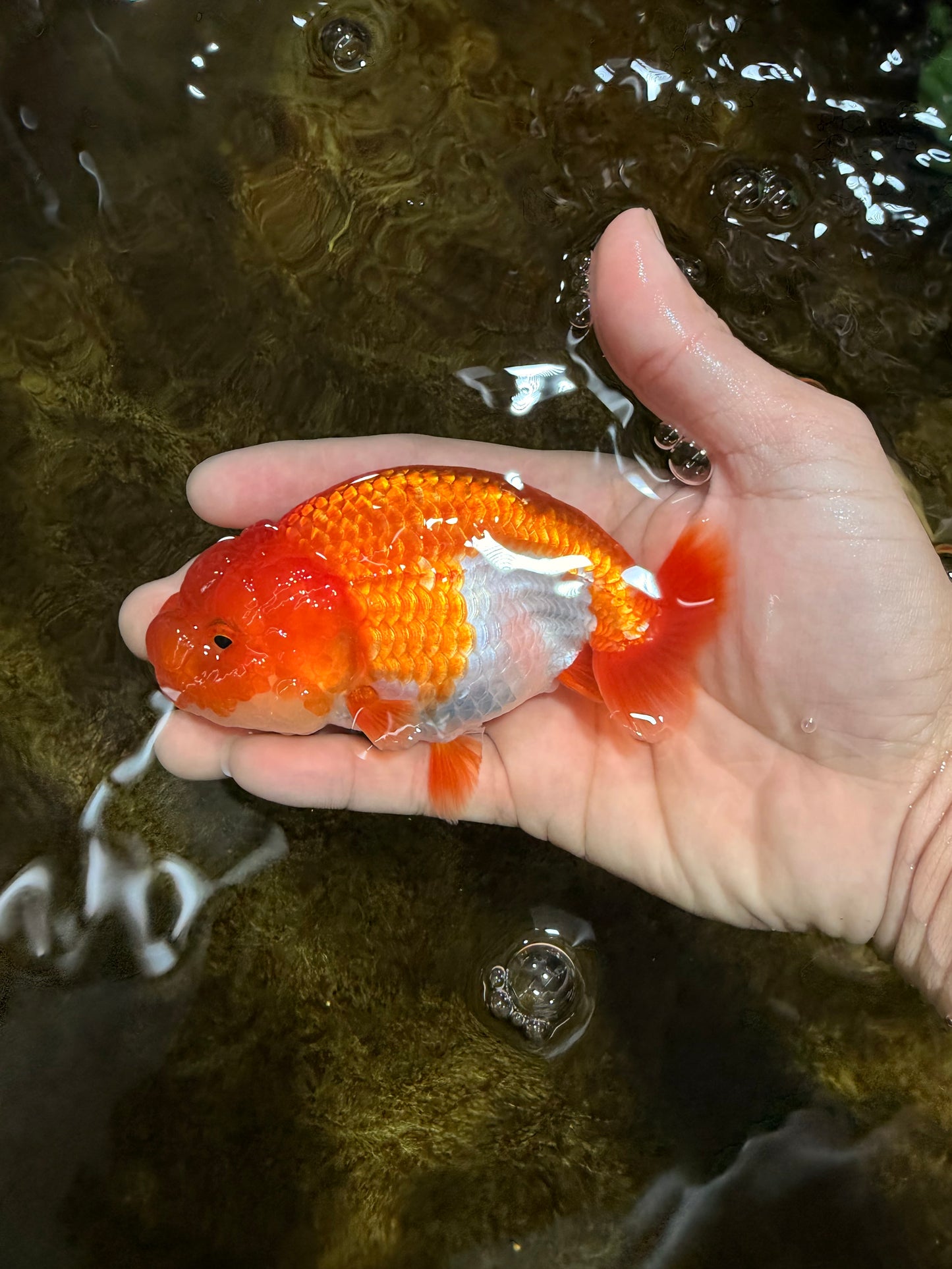 A Grade Red White LionQueen 4 inches #112825LC_07