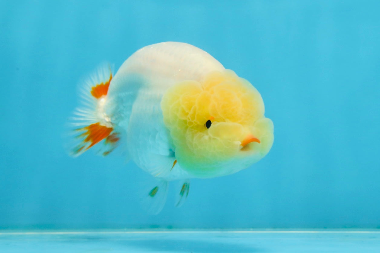 AAA Grade Young Red White LionQueen 4 inches #101025LC_11