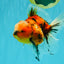 A Grade Marble Oranda Male 6 inches #072426OR_14
