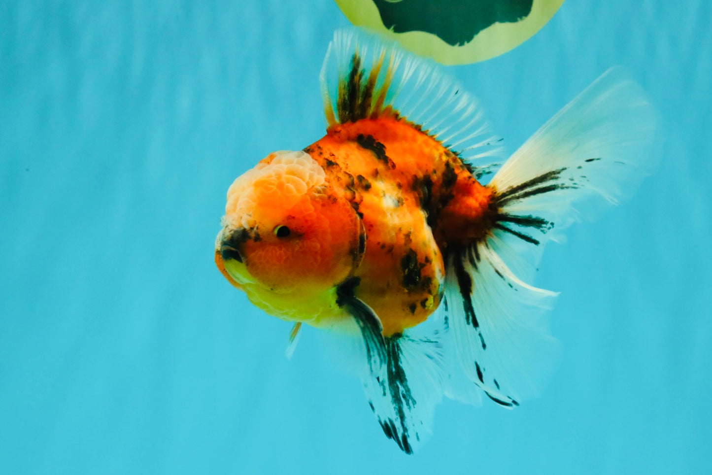 A Grade Marble Oranda Male 6 inches #072426OR_14