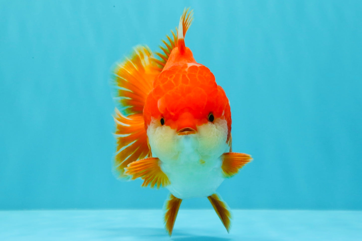 CHONKY AAA Grade Godzilla Red White Yuanbao Male 5.5-6 inches #031326YB_22