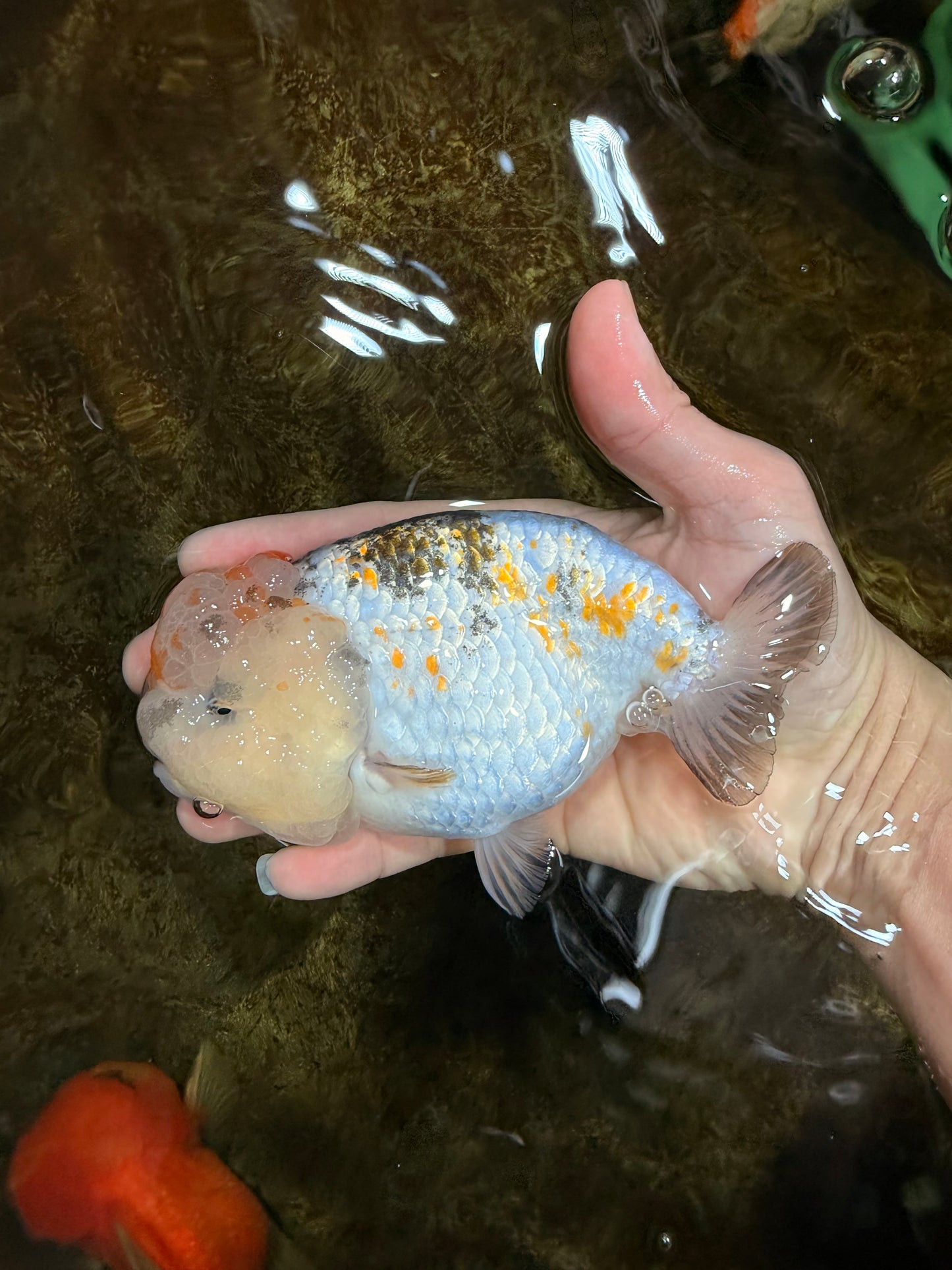 SUPER CUTE Sakura LionChu Female 5.5 inches #121925LC_08