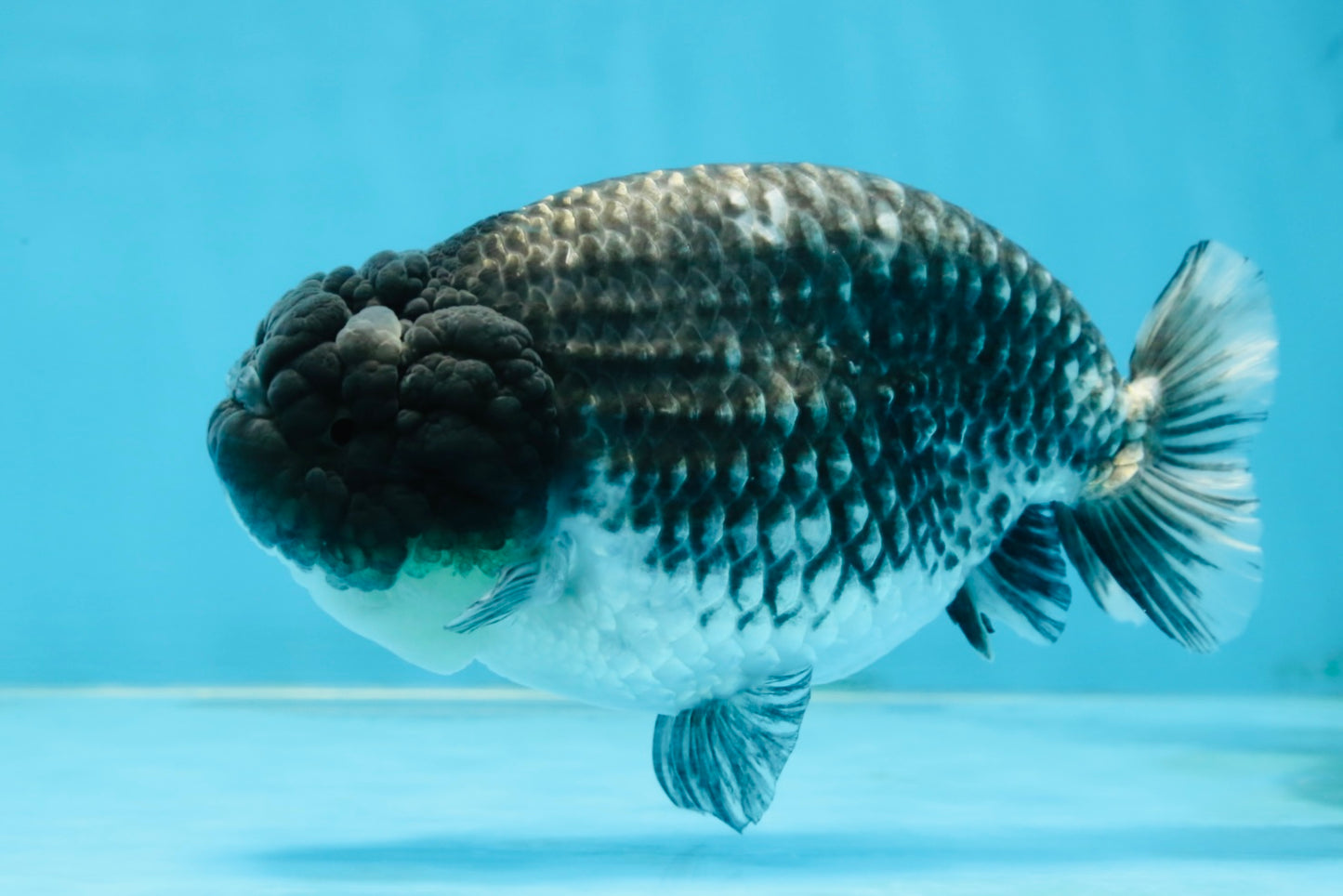 SPECIAL A Grade Black Blue LionQueen 5.5  inches #102425LC_07