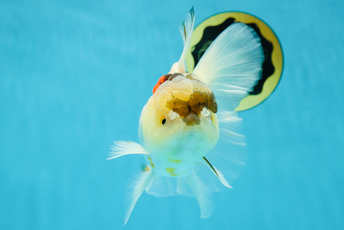 A Grade Unique Tricolor Oranda Female 6 inches #050225OR_03