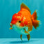 ADORABLE A Grade Red White Yuanbao Female 5 inches #071026YB_22