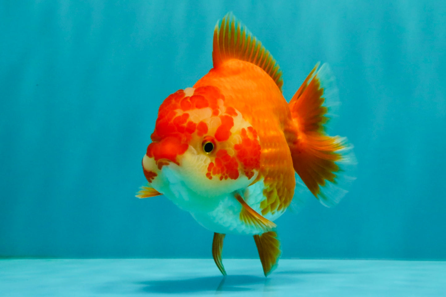 ADORABLE A Grade Red White Yuanbao Female 5 inches #071026YB_22