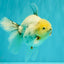 A Grade Marble Oranda Male 5.5-6 inches #062626OR_31
