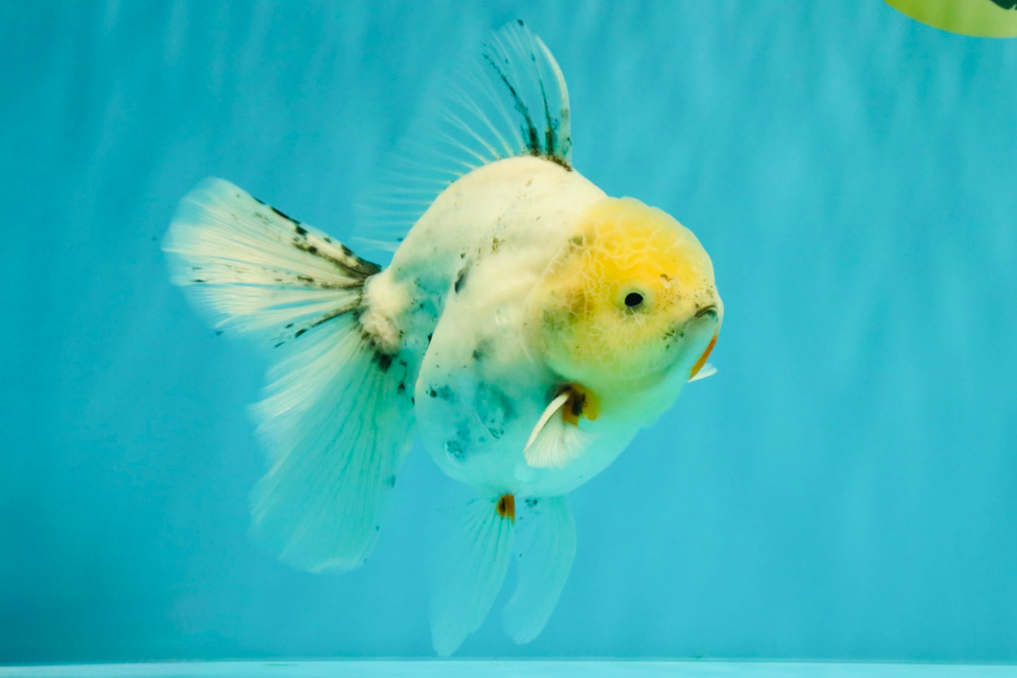 A Grade Marble Oranda Male 5.5-6 inches #062626OR_31