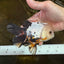 Tricolor Oranda Female 5.5 inches #072525OR_19