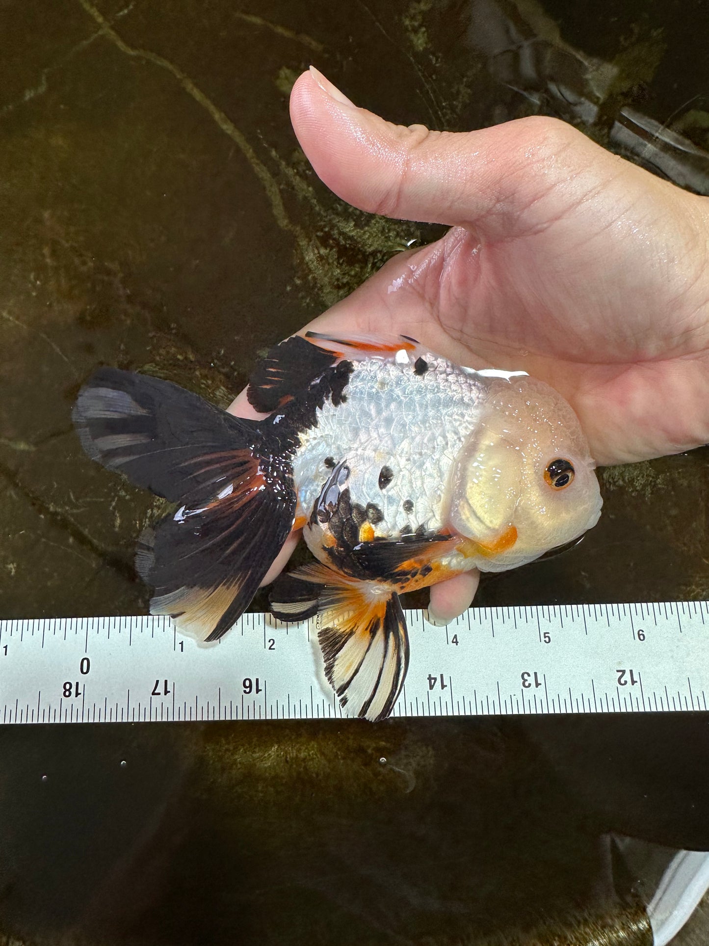 Tricolor Oranda Female 5.5 inches #072525OR_19