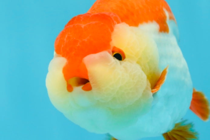 AAA Grade Red White LionKing 4.5 inches #050925LC_14