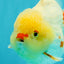POPCORN AAA Grade Red White Yuanbao Male 5-5.5 inches #050126YB_18