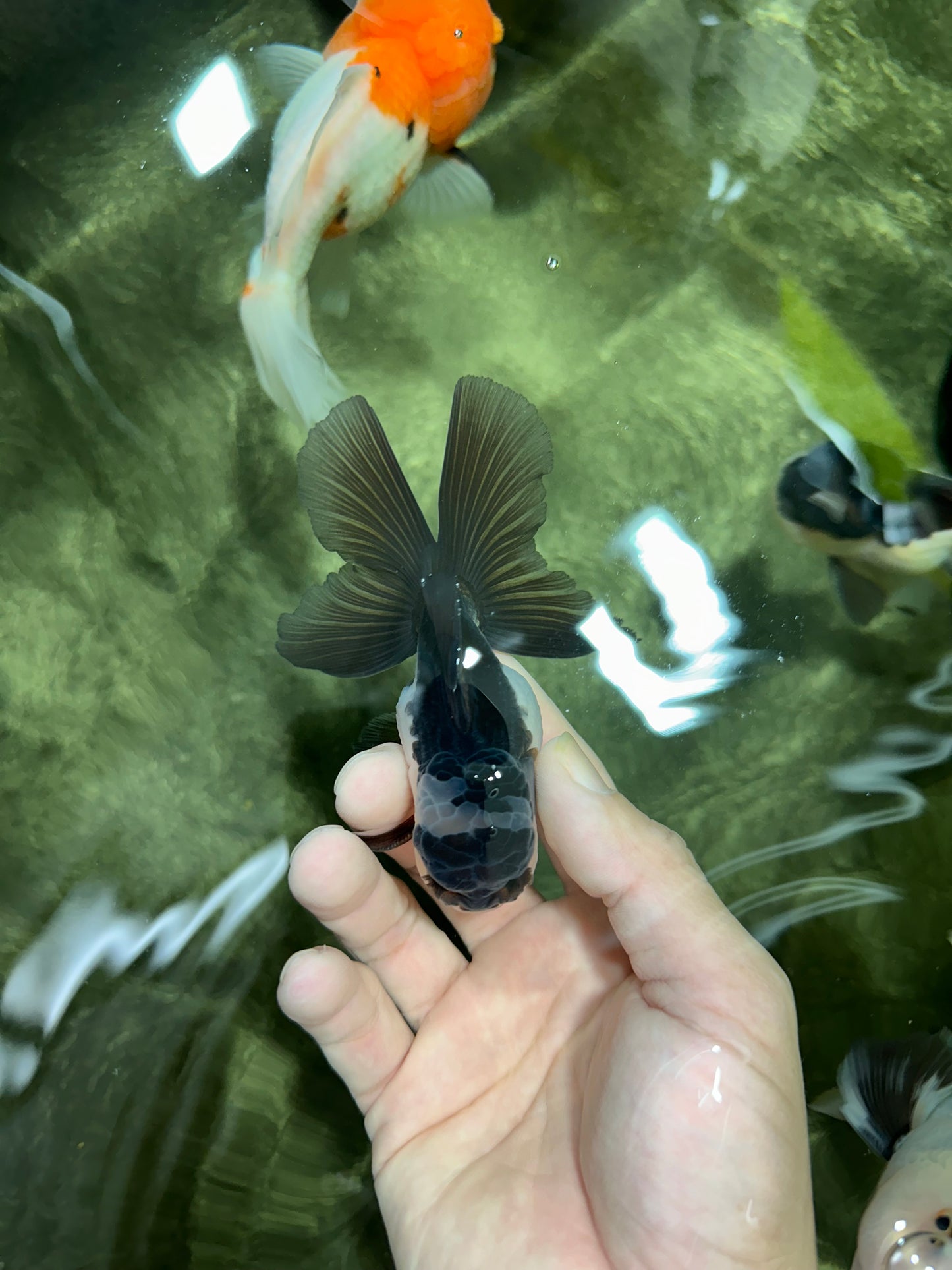 Panda Oranda Male 3.5-4 inches #110124OR_11