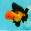 UNIQUE AAA Grade Apache Oranda Male 6 inches #101626OR_07