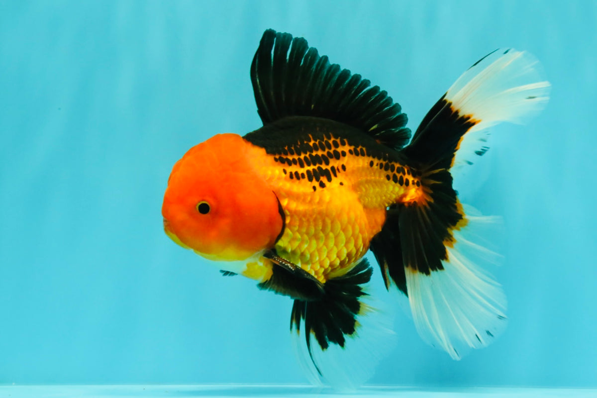 UNIQUE AAA Grade Apache Oranda Male 6 inches #101626OR_07