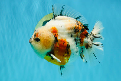 SPECIAL AAA Grade Marble Yuanbao Male 5.5 inches #041026YB_28