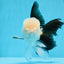 AAA Grade Panda Oranda Male 5.5 inches #0906OR_31