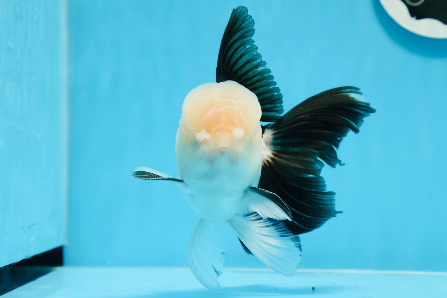 AAA Grade Panda Oranda Male 5.5 inches #0906OR_31