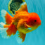 TOMATO AAA Grade Broadtail Red White Oranda Male 7.5-8 inches #071026OR_03