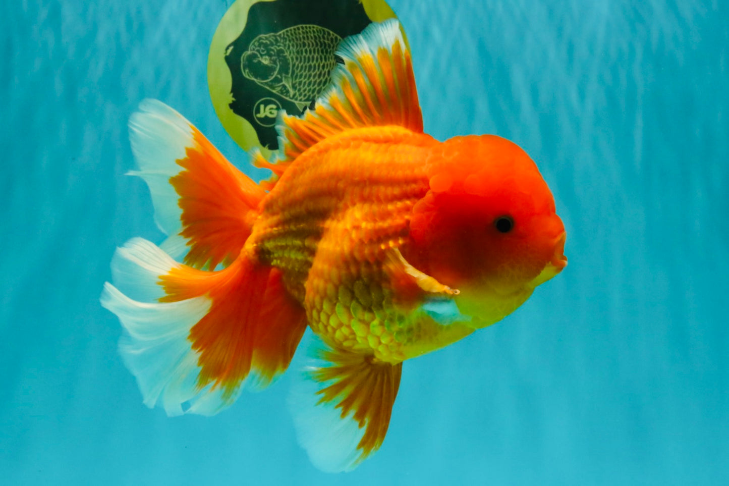 TOMATO AAA Grade Broadtail Red White Oranda Male 7.5-8 inches #071026OR_03