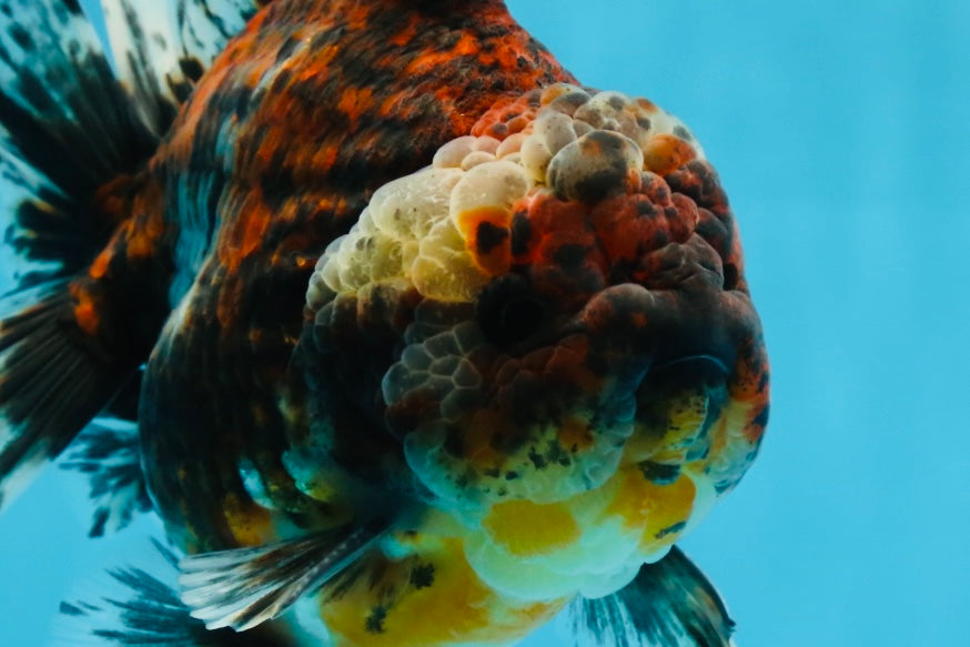 A Grade FLUFFY Calico Yuanbao Male 5.5 inches #091925YB_15