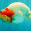 CHUBBY Red White Buffalo Ranchu Female 6 inch #092526RC_20