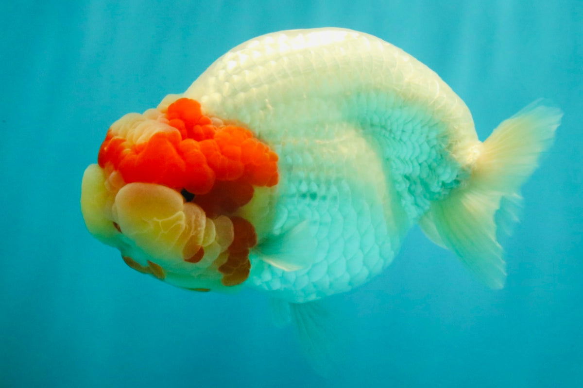 CHUBBY Red White Buffalo Ranchu Female 6 inch #092526RC_20