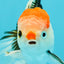 CLOWN A Grade Tricolor Oranda Male 5-5.5 inches #032026OR_14