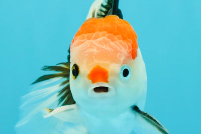 CLOWN A Grade Tricolor Oranda Male 5-5.5 inches #032026OR_14
