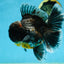 AAA Grade MIDNIGHT Kirin Oranda Male 5.5-6 inches #082925OR_15