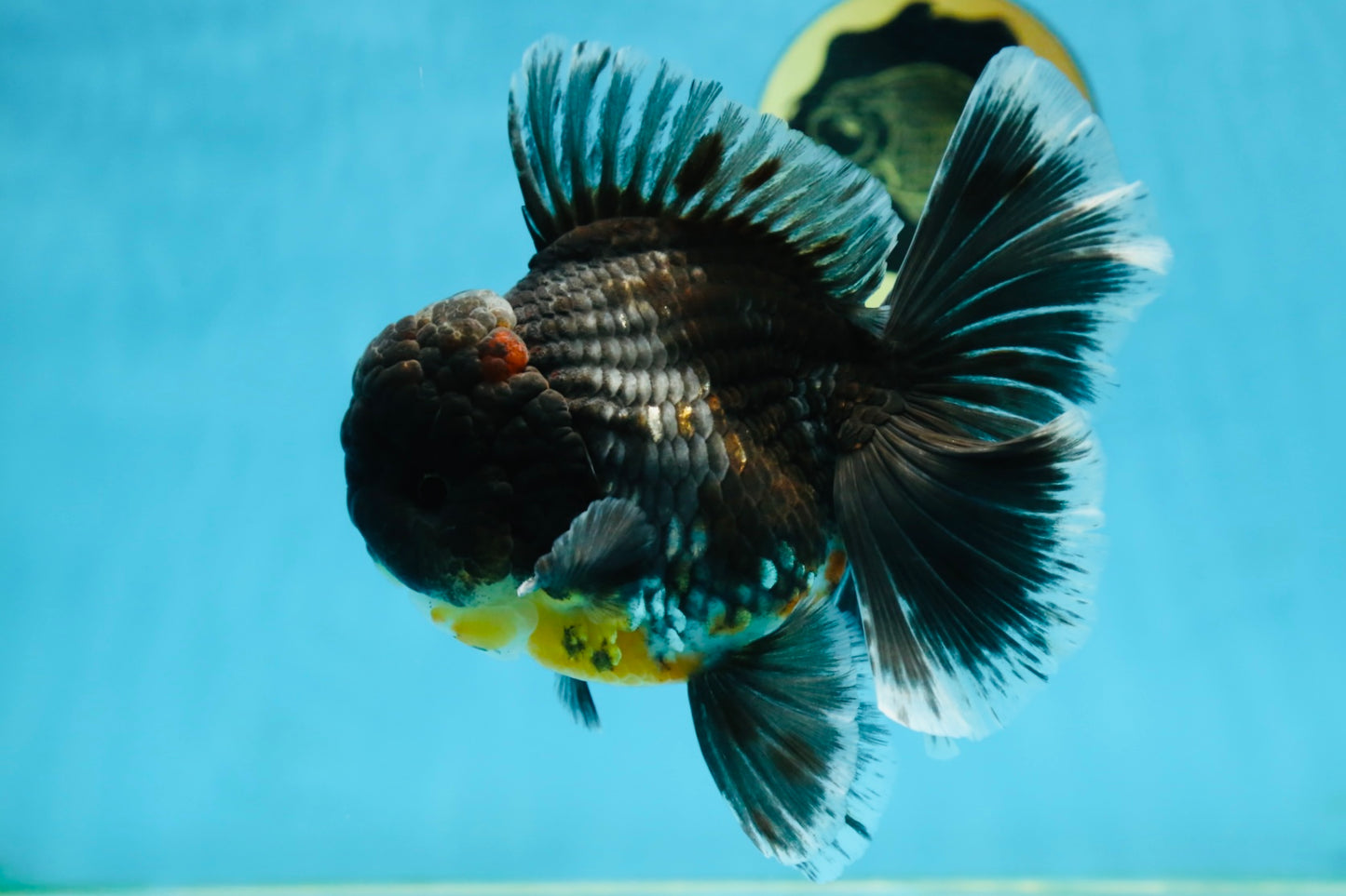 AAA Grade MIDNIGHT Kirin Oranda Male 5.5-6 inches #082925OR_15