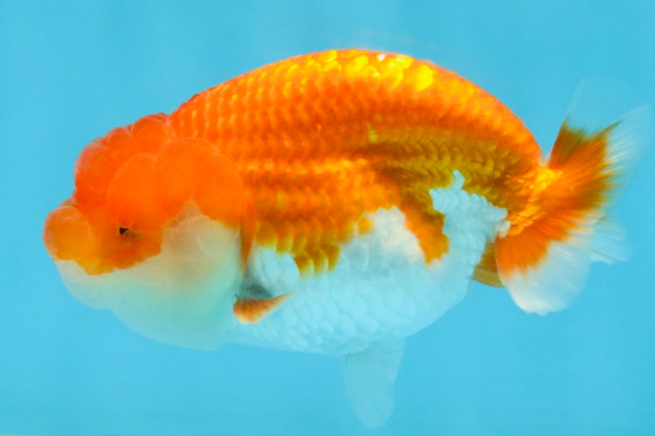 A Grade Red White LionQueen 4 inches #112125LC_12