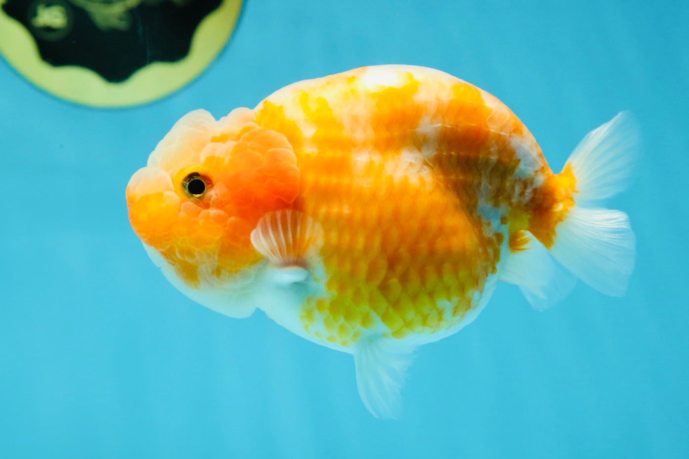 A Grade Sakura LionQueen 4-4.5 inches #050925LC_06