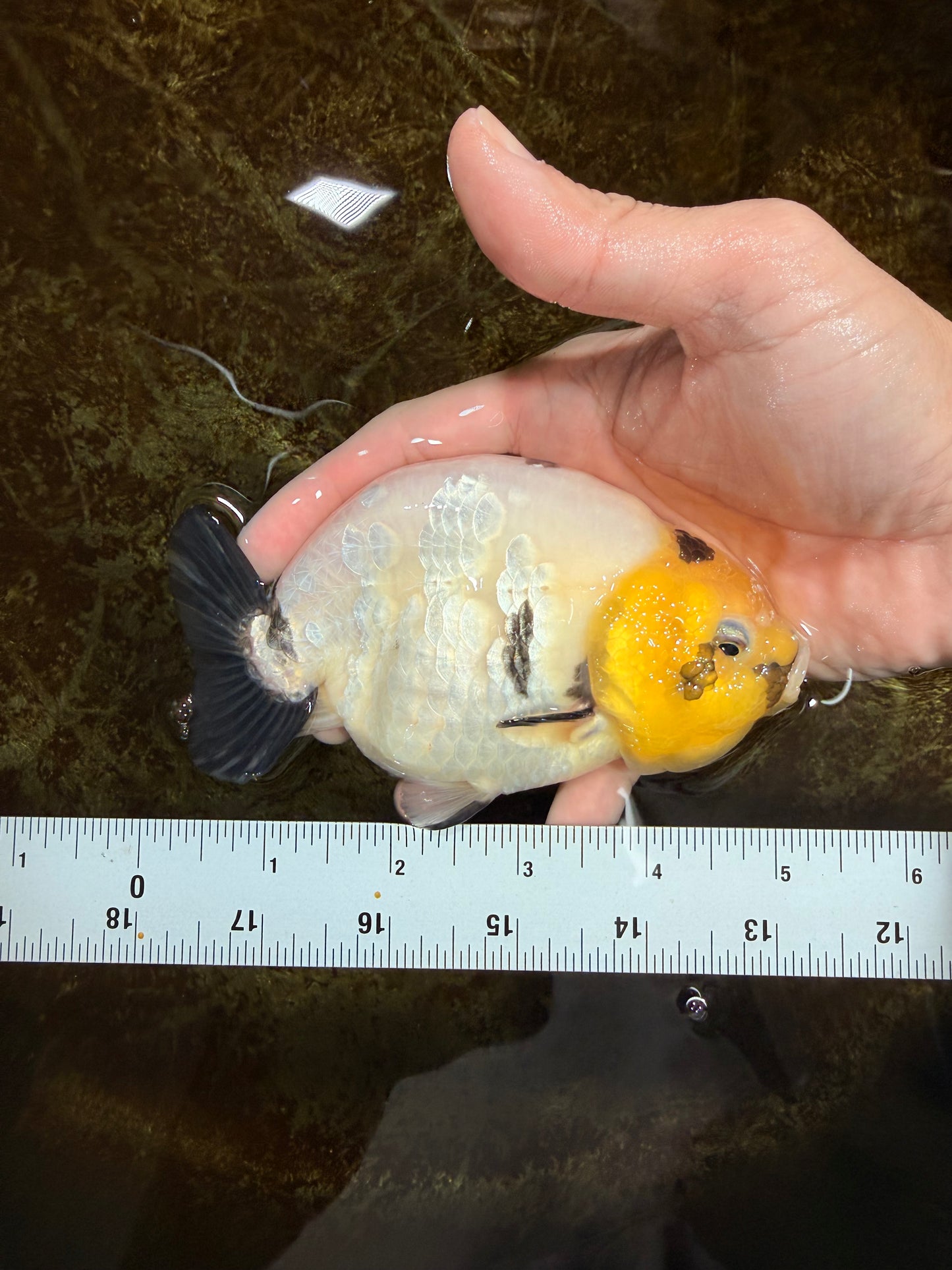 A Grade Cow Chinese Ranchu Female 4.5-5 inches #112125RC_18