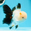 AAA Grade Black Tail Tricolor Oranda Male 5.5 inches #0503OR_06