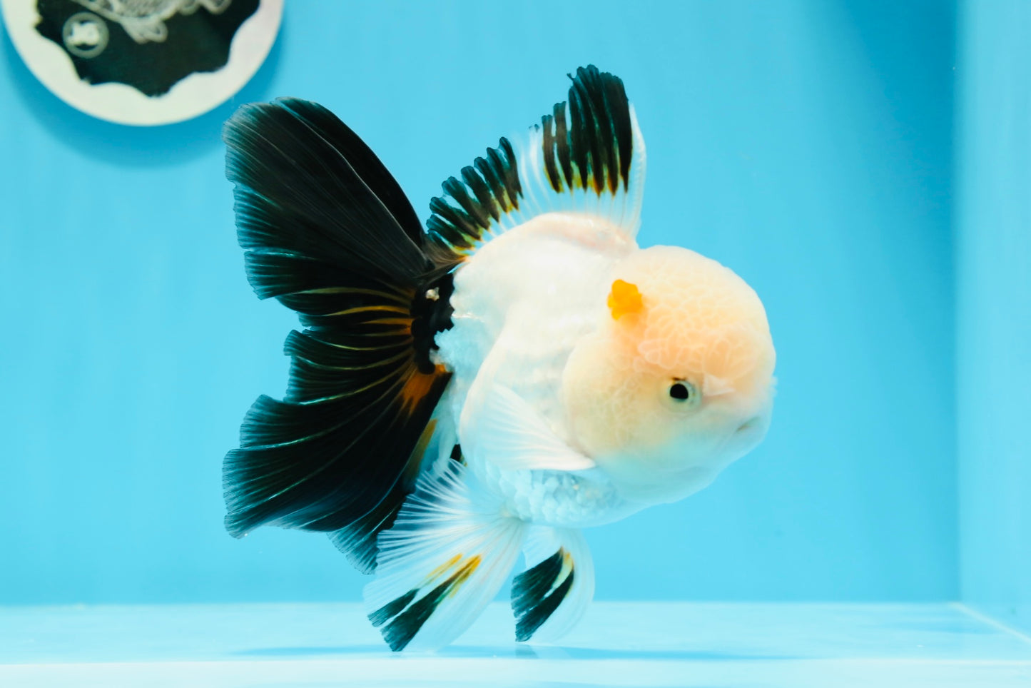 AAA Grade Black Tail Tricolor Oranda Male 5.5 inches #0503OR_06