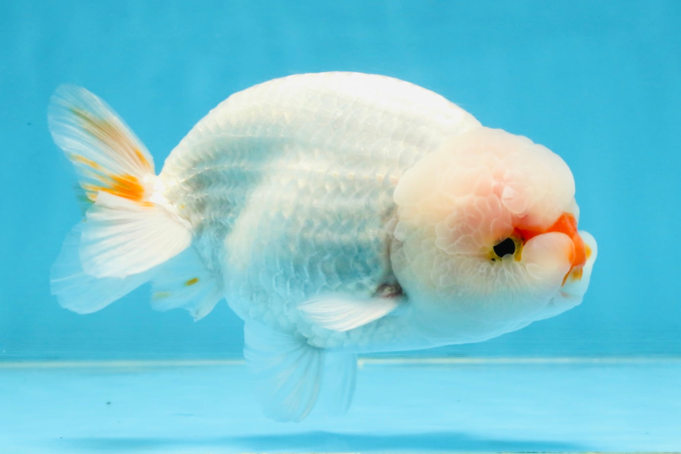 A Grade Red White LionKing 5-5.5 inches #112125LC_03