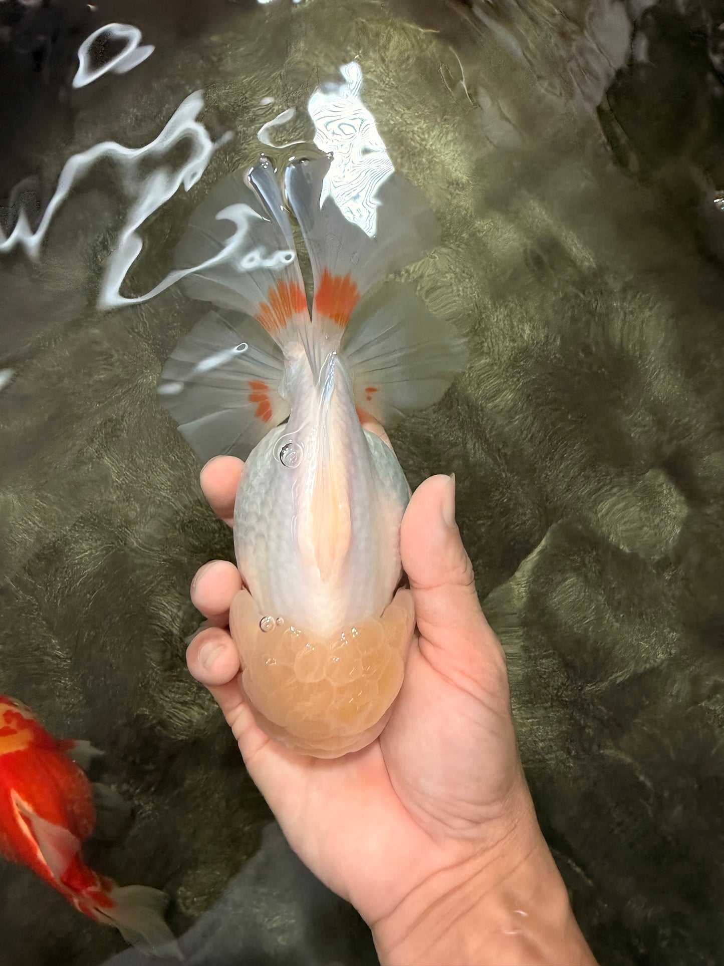 A Grade White Oranda Female 6.5 inches #071726OR_18
