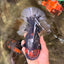 AAA Grade Super Red Head Kirin Oranda Male 7-7.5 inches #062626OR_01