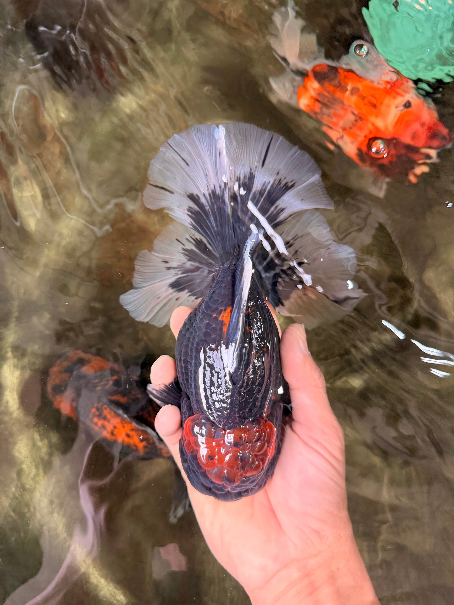 AAA Grade Super Red Head Kirin Oranda Male 7-7.5 inches #062626OR_01