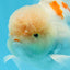 Sakura Oranda macho de color naranja y blanco de grado AAA de 6 pulgadas n.° 0920OR_18