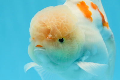 AAA Grade Orange White Sakura Oranda Male 6 inches #0920OR_18